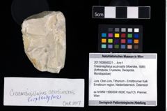 Foto (Objekt + Etikett) von Cracensigillatus acutirostris (Moericke, 1889)  (NHMW-GEO-2017-0089-0021)